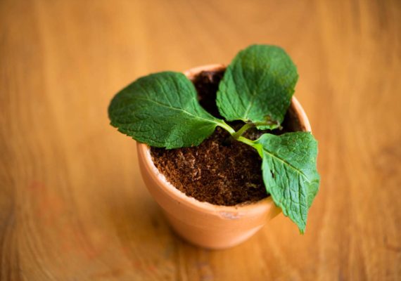 Potted plant cupcake